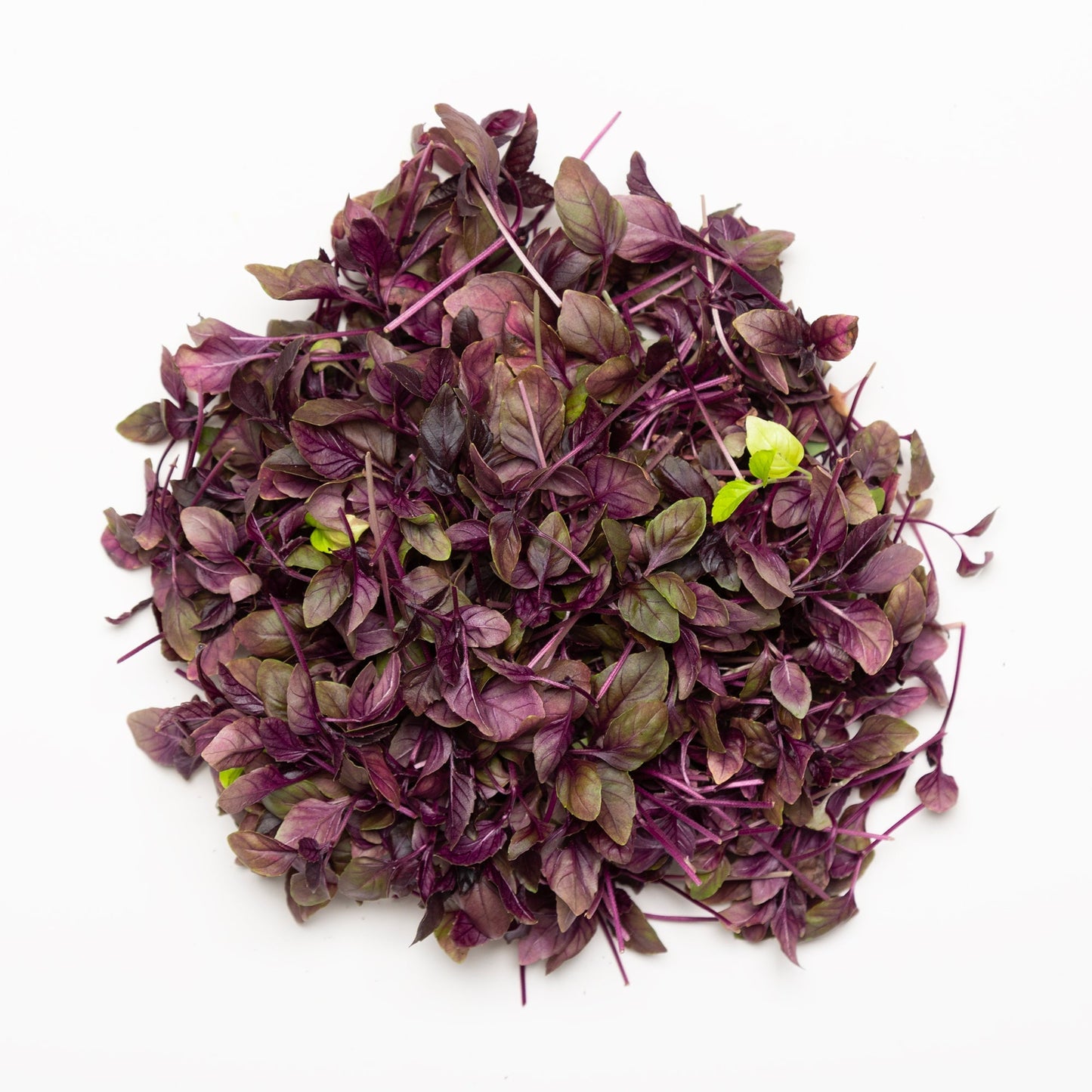 Basilic mauve - Redfrog Lab