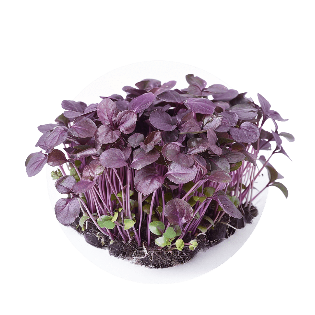 Basilic mauve - Redfrog Lab