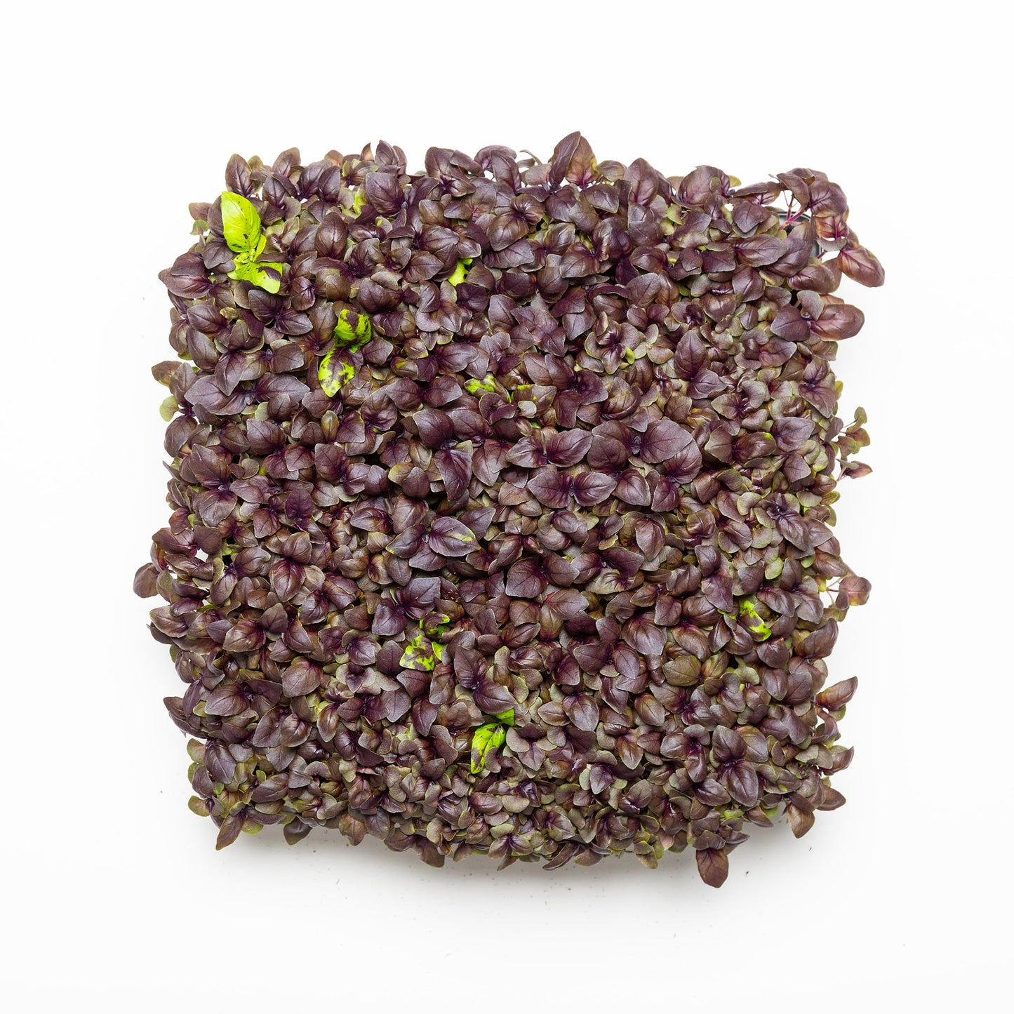 Basilic mauve - Redfrog Lab