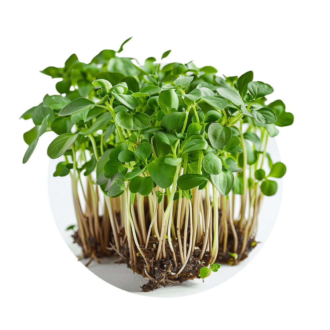 Basilic thaï - Redfrog Lab