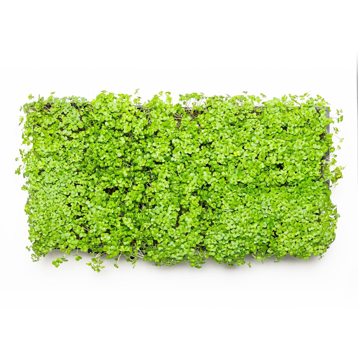 Brocoli pour bundle - Redfrog Lab