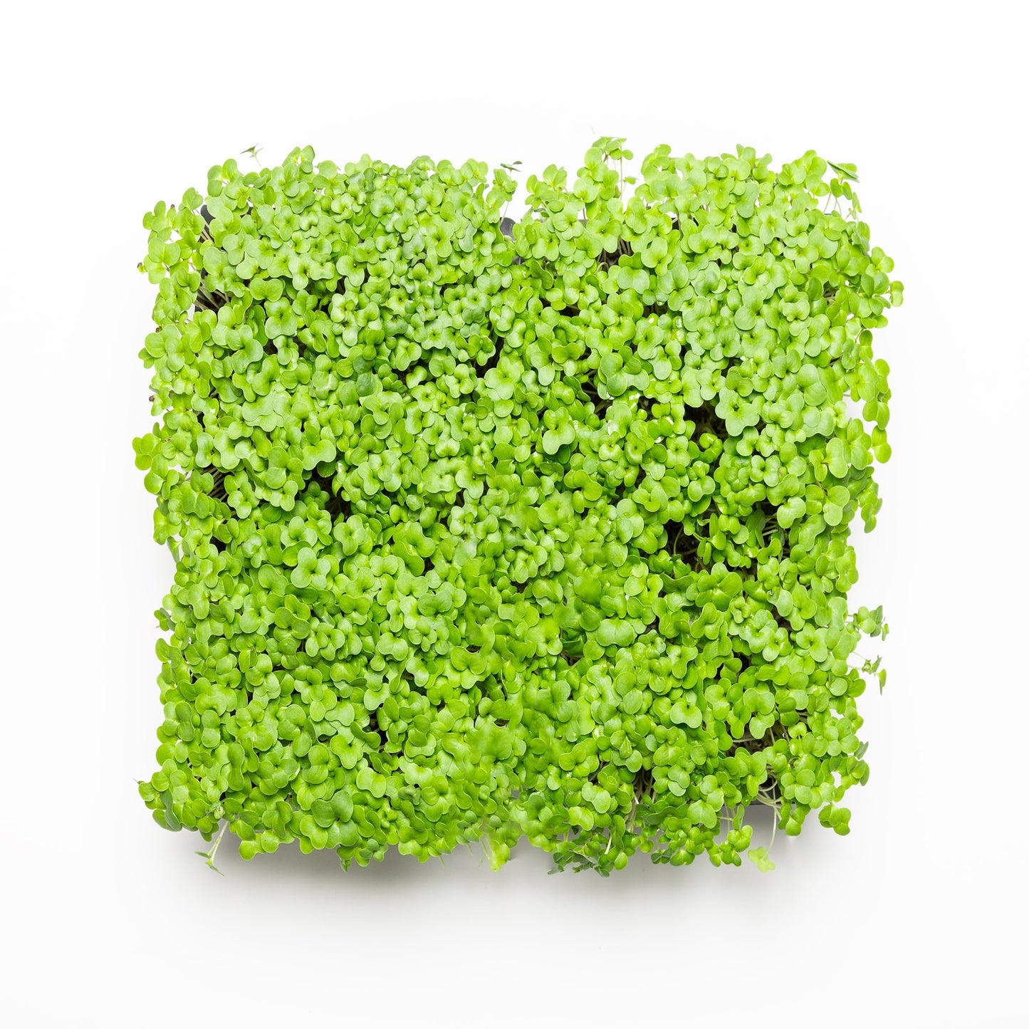 Brocoli pour bundle - Redfrog Lab