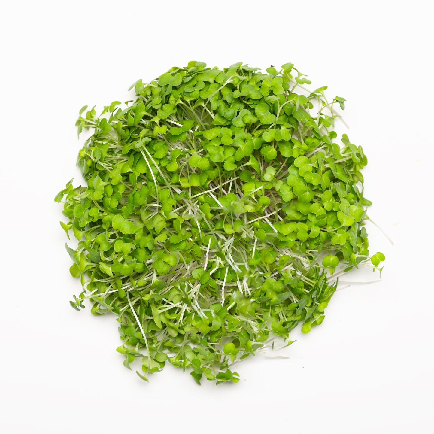 Brocoli pour bundle - Redfrog Lab