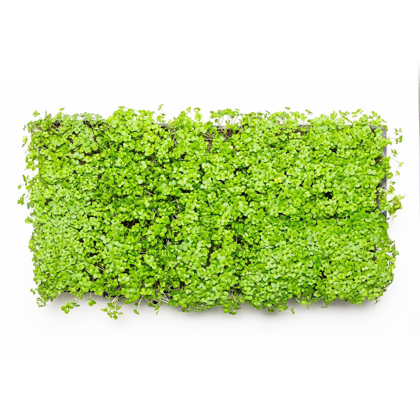 Brocoli pour bundle - Redfrog Lab