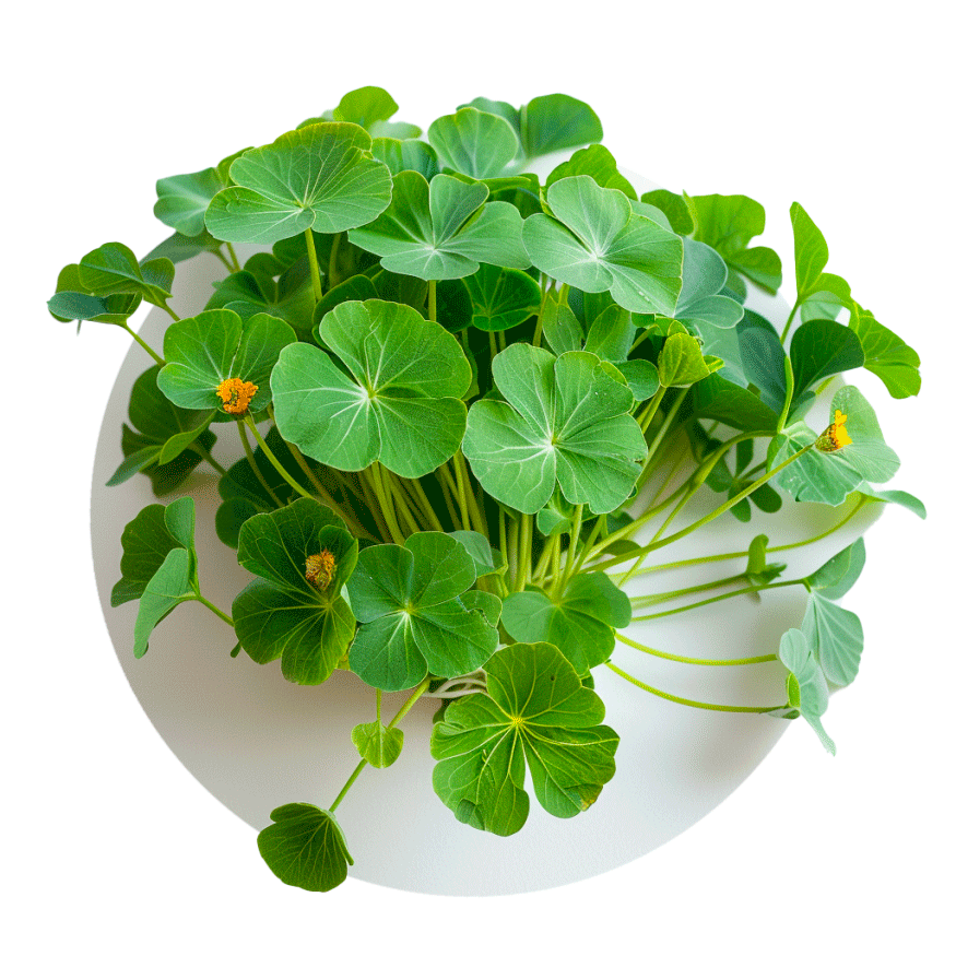 Capucine (Nasturtium) - Redfrog Lab