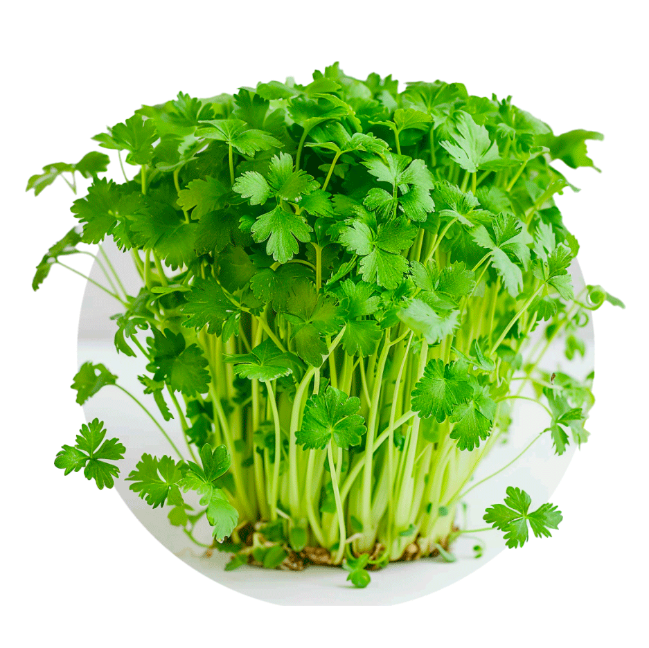 Céleri - Redfrog Lab