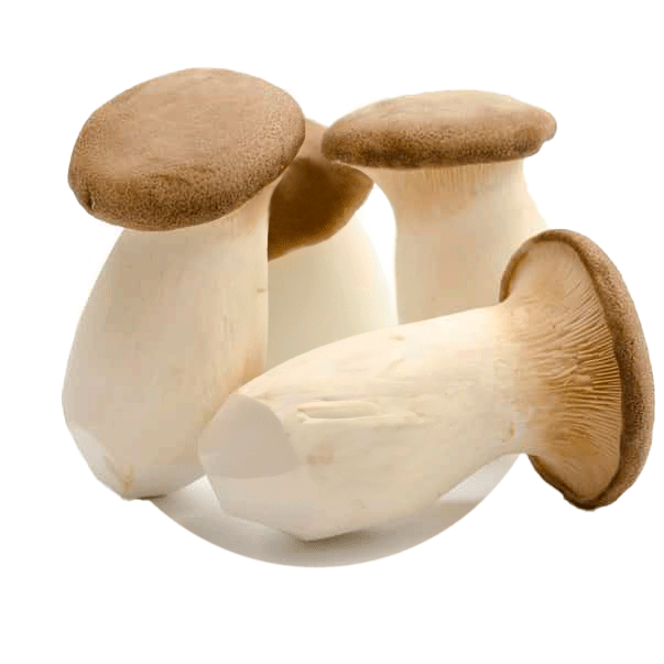 Champignons (mixtes) - Redfrog Lab
