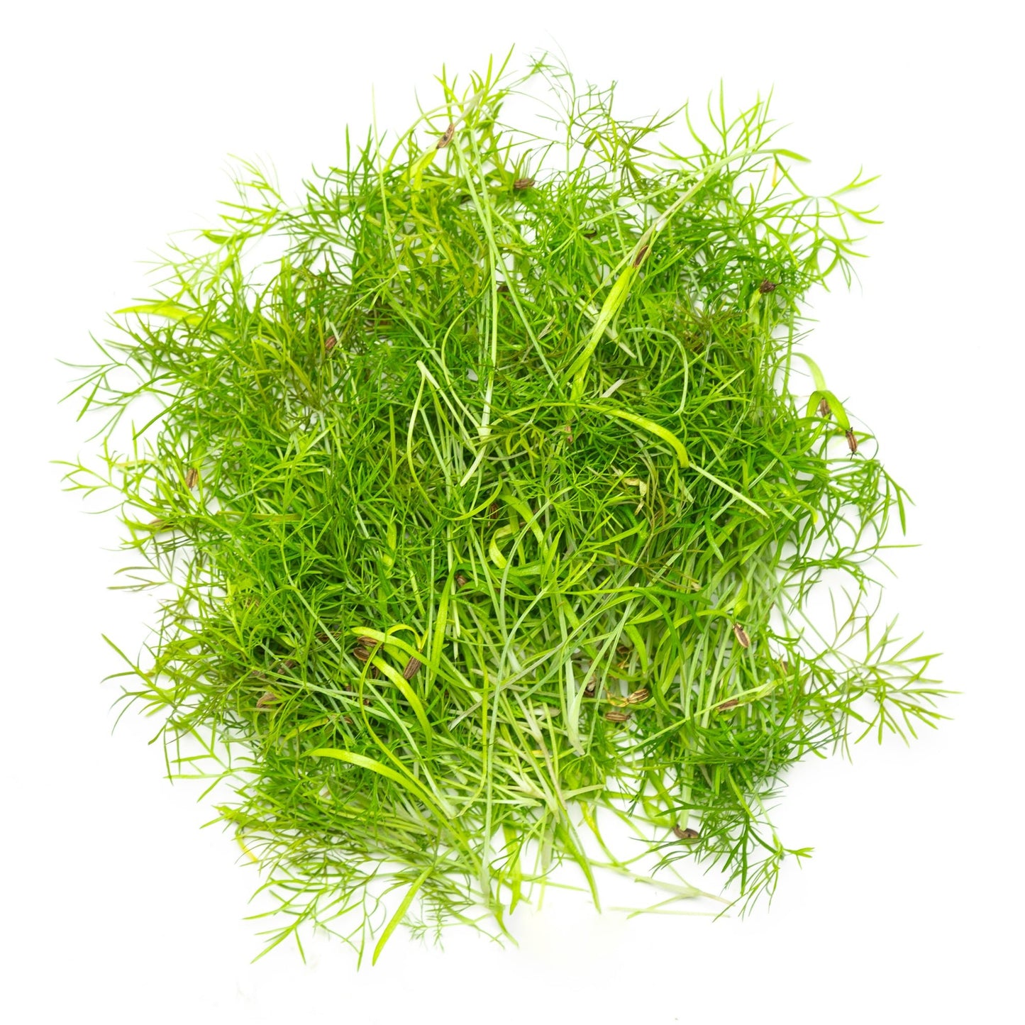 Fenouil - Redfrog Lab