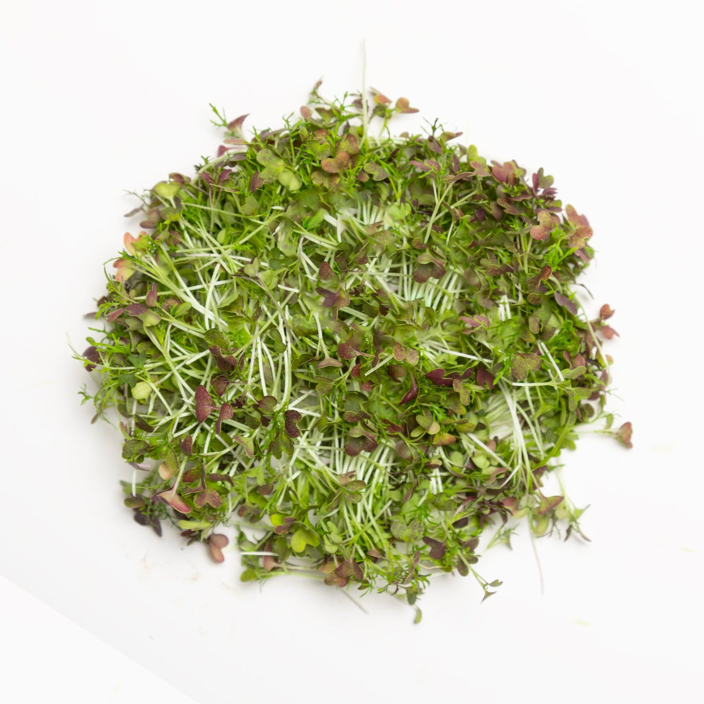 Moutarde mizuna rouge - Redfrog Lab