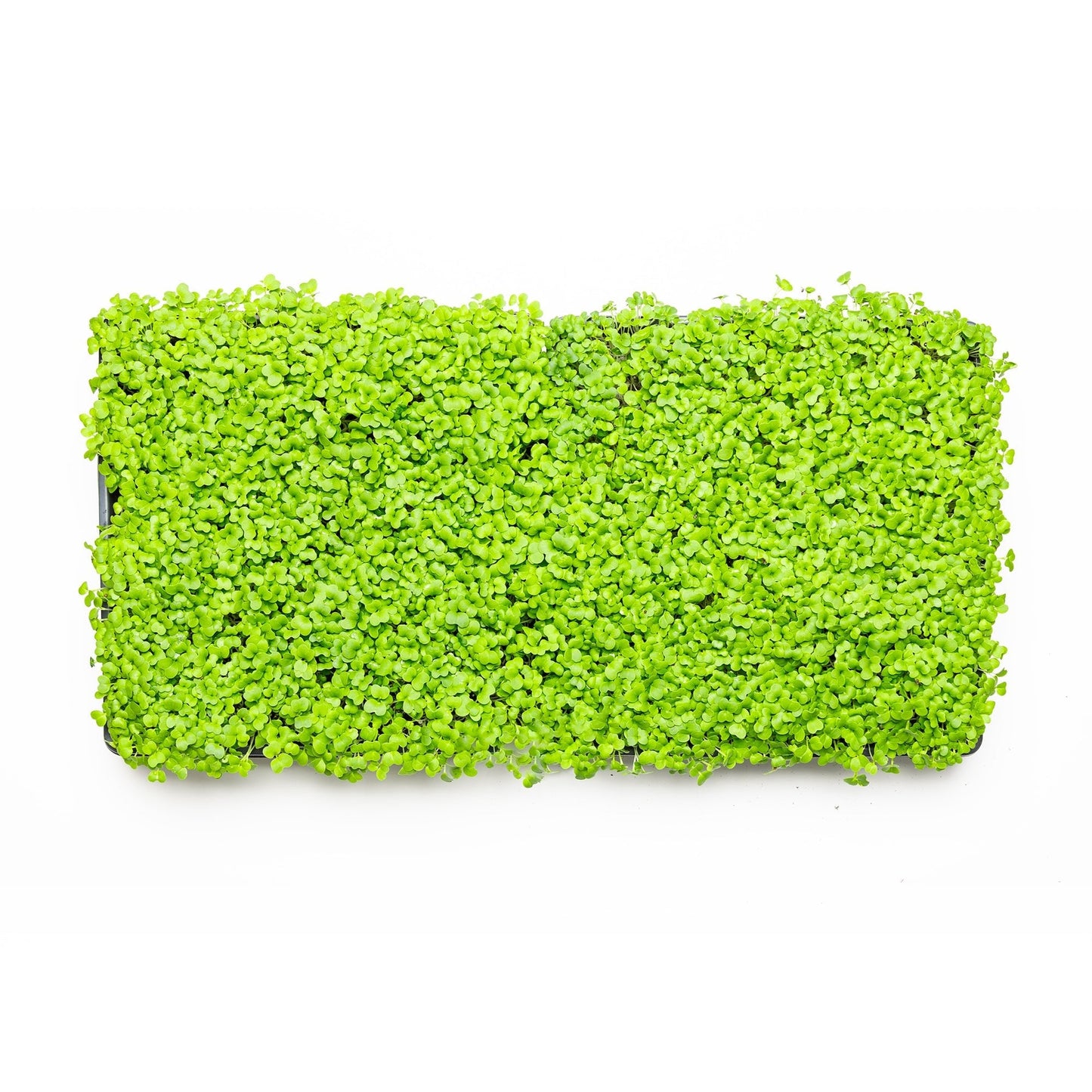 Roquette (Arugula) - Redfrog Lab