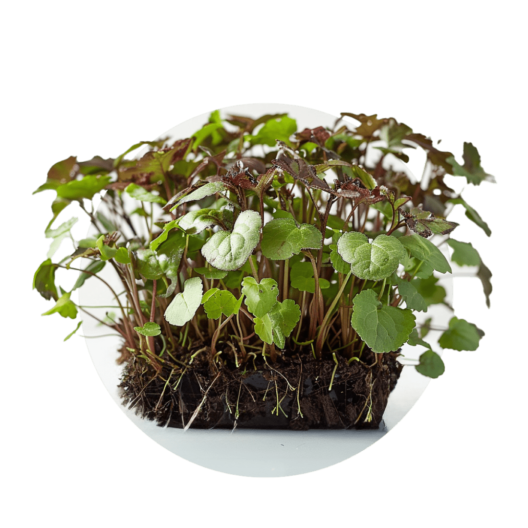 Shiso - Redfrog Lab