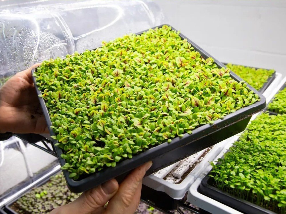 Living microgreen tray held by hand in the grow room, still growing