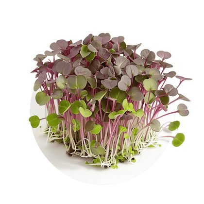 Red mizuna mustard