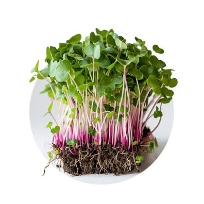 Radish (mixed)