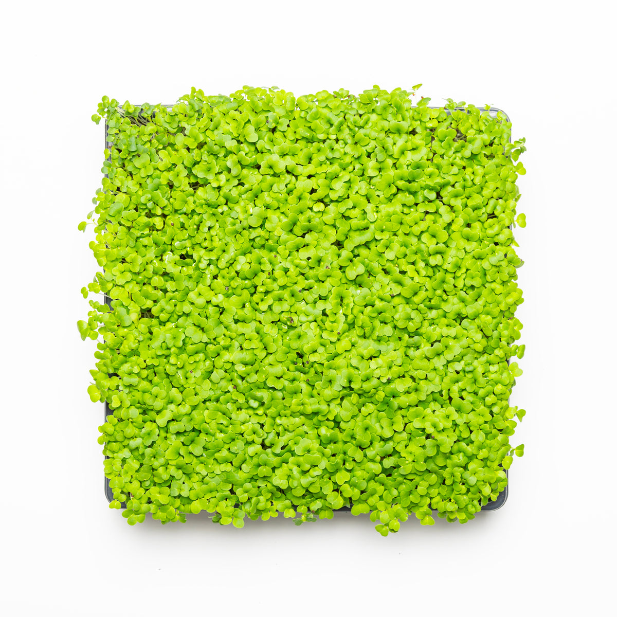 Moutarde mizuna verte
