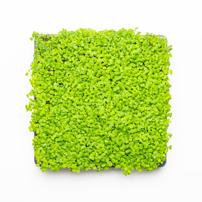 Moutarde mizuna verte