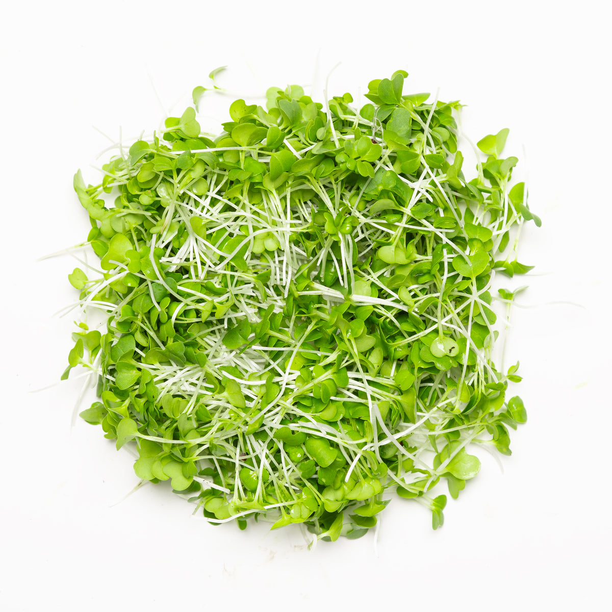Moutarde mizuna verte