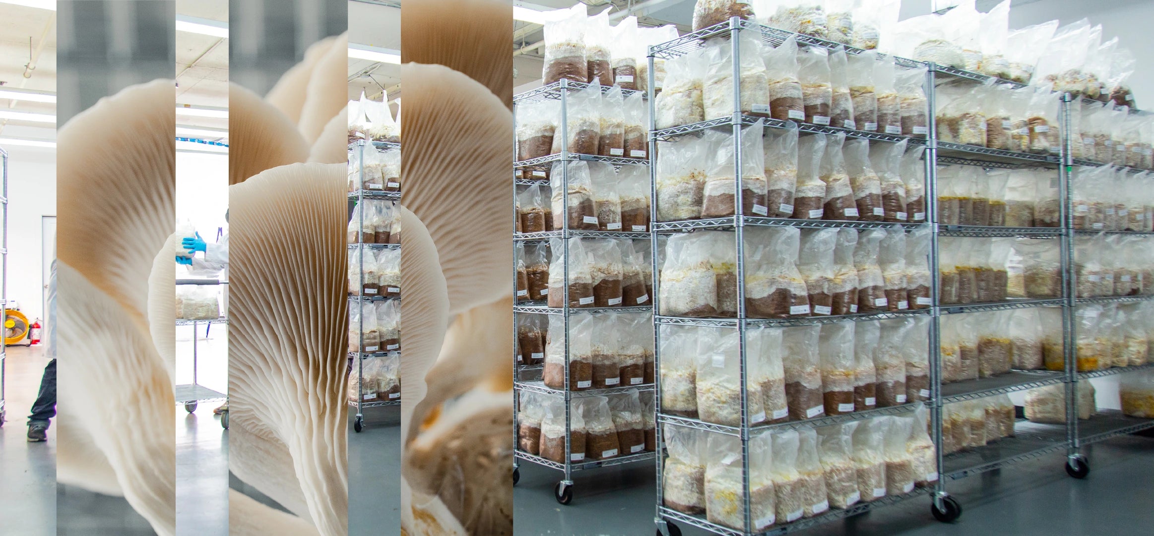 Ferme urbaine durable RedFrogLab à Montréal spécialisée en micropousses et champignons gourmets