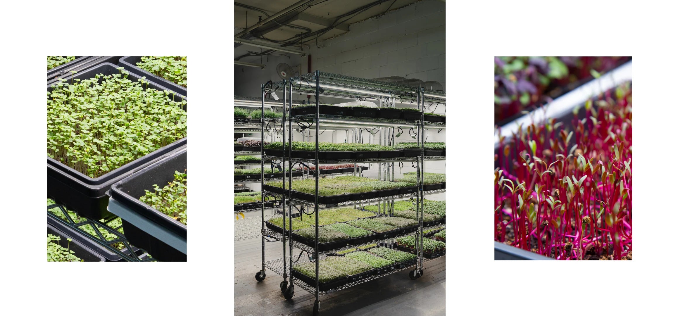 Page de contact du Lab Grenouille Rouge pour demandes et informations sur les produits locaux