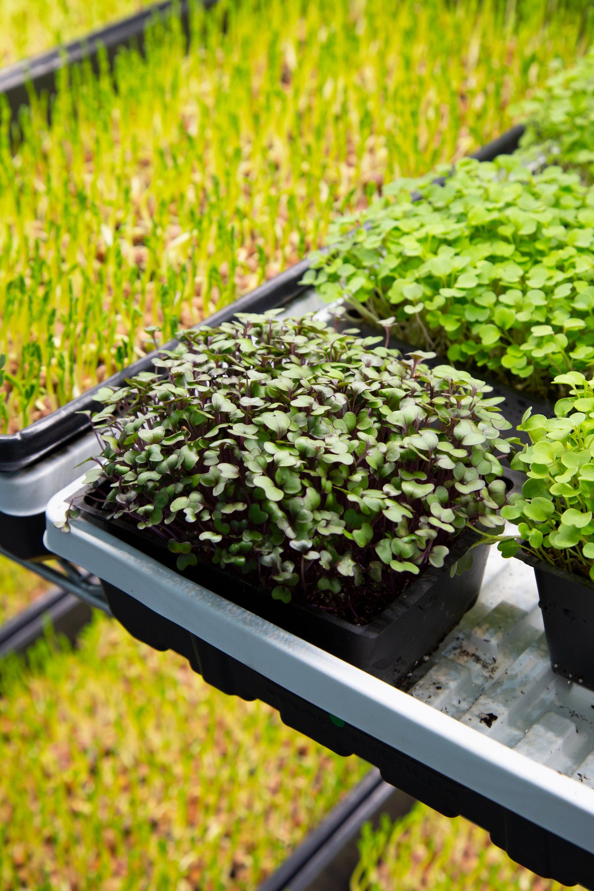 Micropousses fraîches du Québec cultivées à Montréal