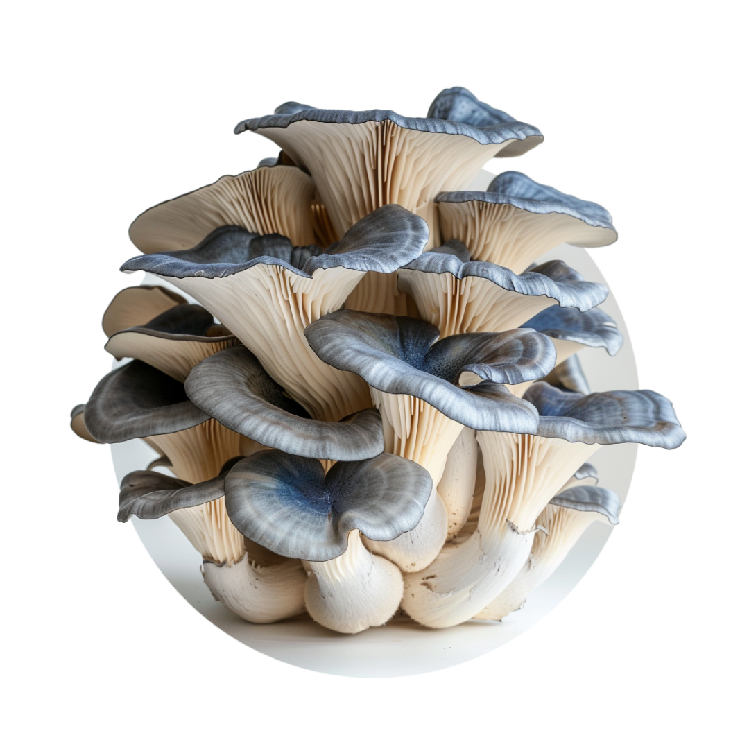 Pleurote bleu - Restaurant | Redfrog Lab