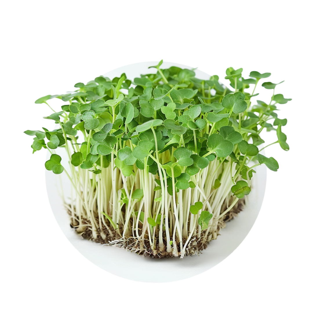 Moutarde mizuna verte