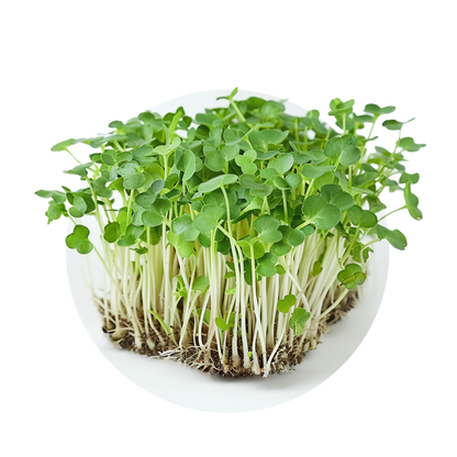 Moutarde mizuna verte
