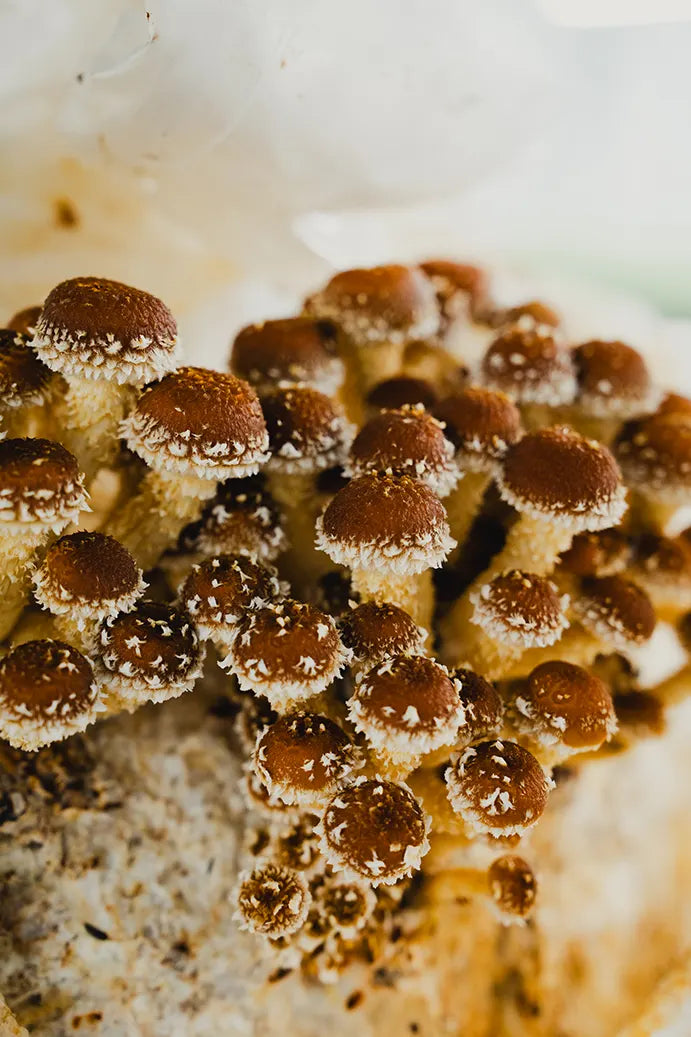 Champignons gourmets cultivés localement par le Lab Grenouille Rouge