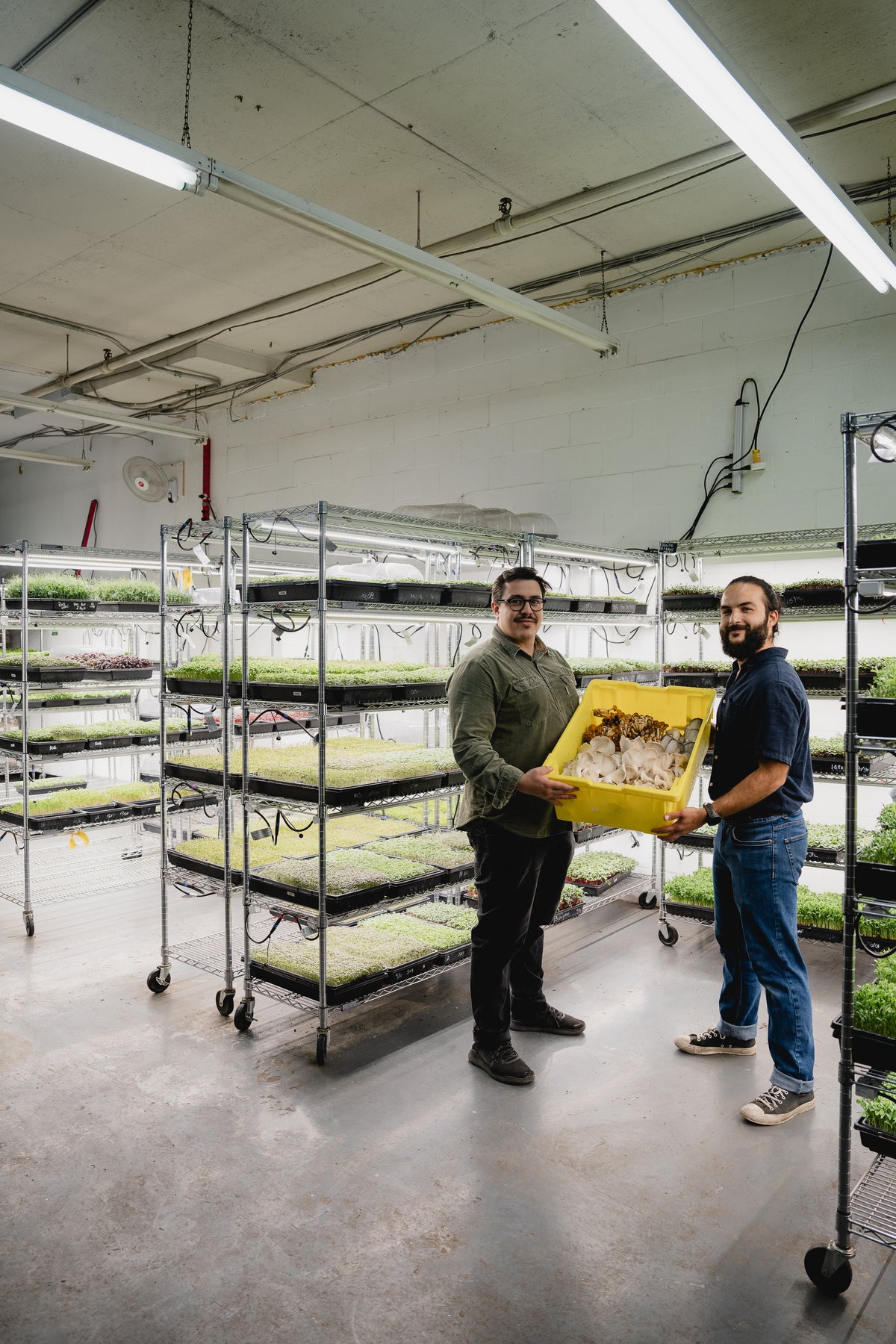 Champignons frais du Québec, cultivés à Montréal