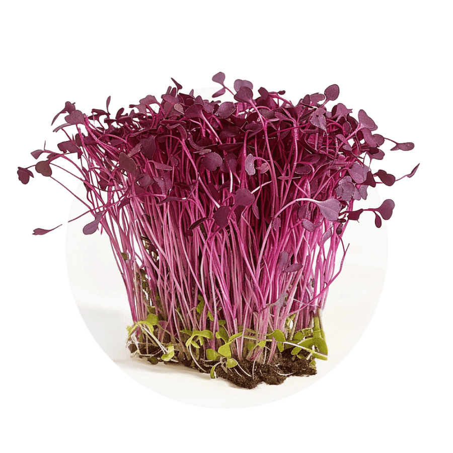 Amaranth (colour)