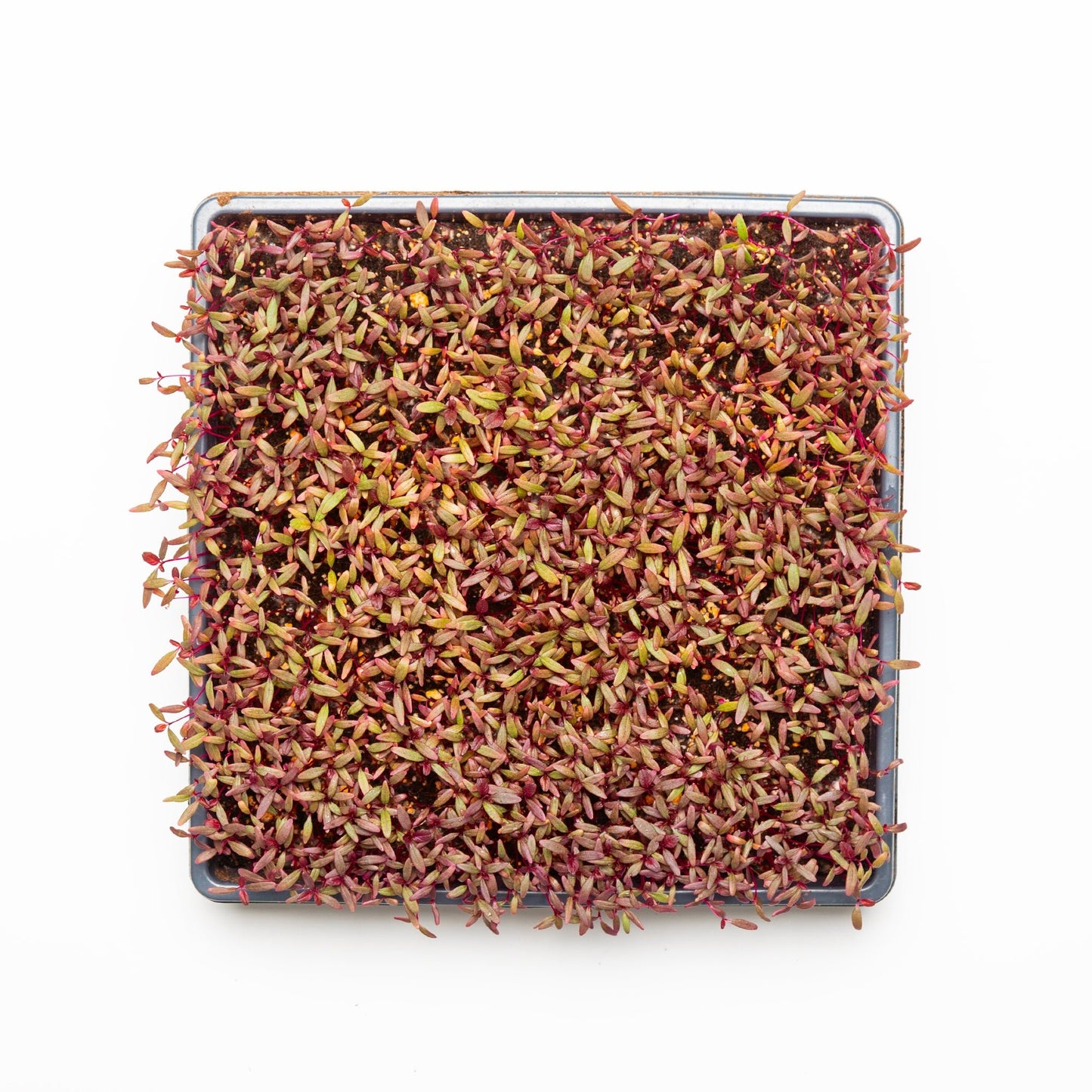 Amarante - Redfrog Lab