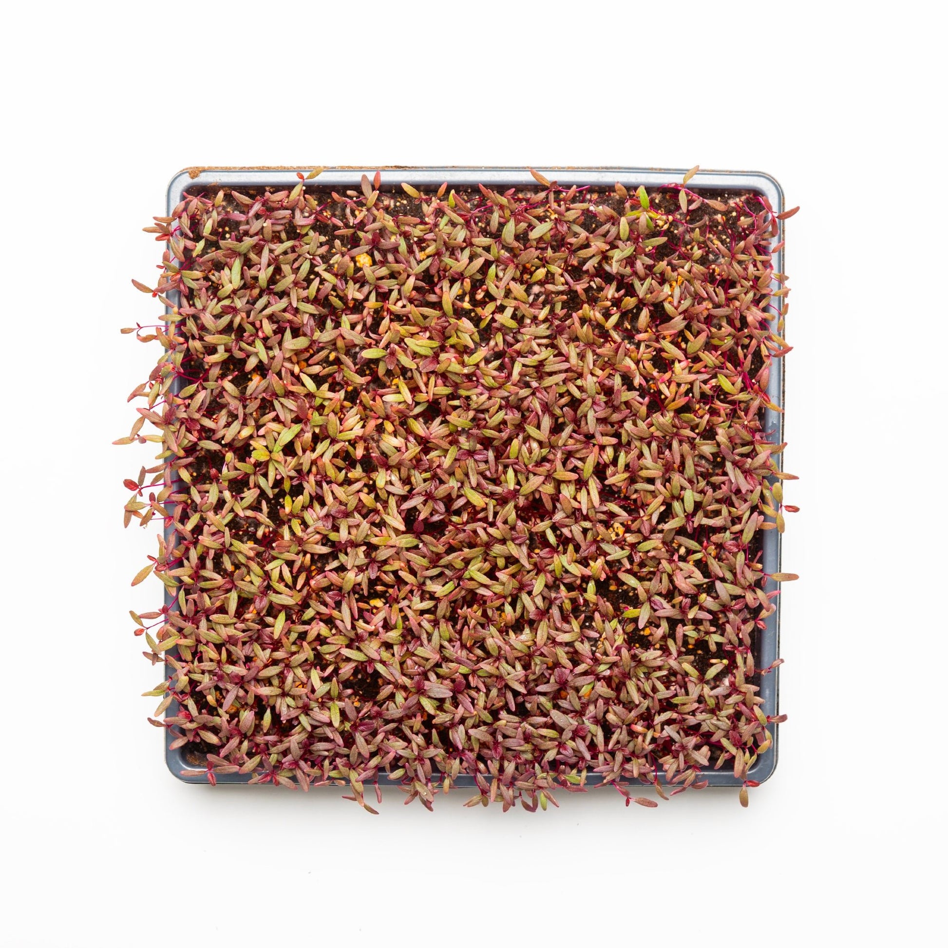 Amarante - Redfrog Lab