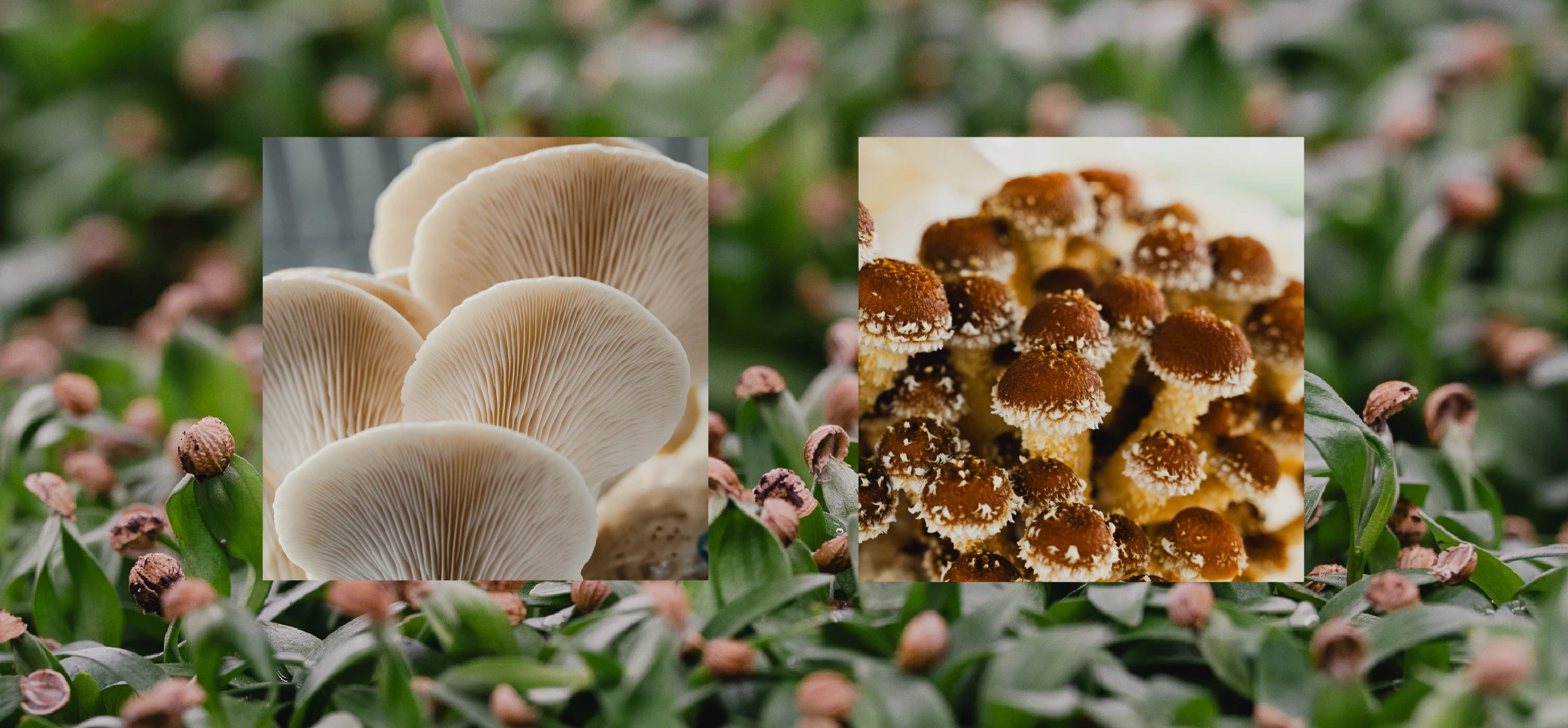 Boutique de champignons gourmets et produits frais cultivés localement par Le Lab Grenouille Rouge