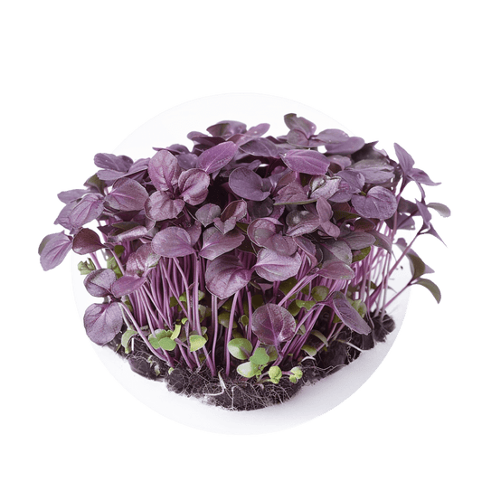 Basilic mauve - Redfrog Lab