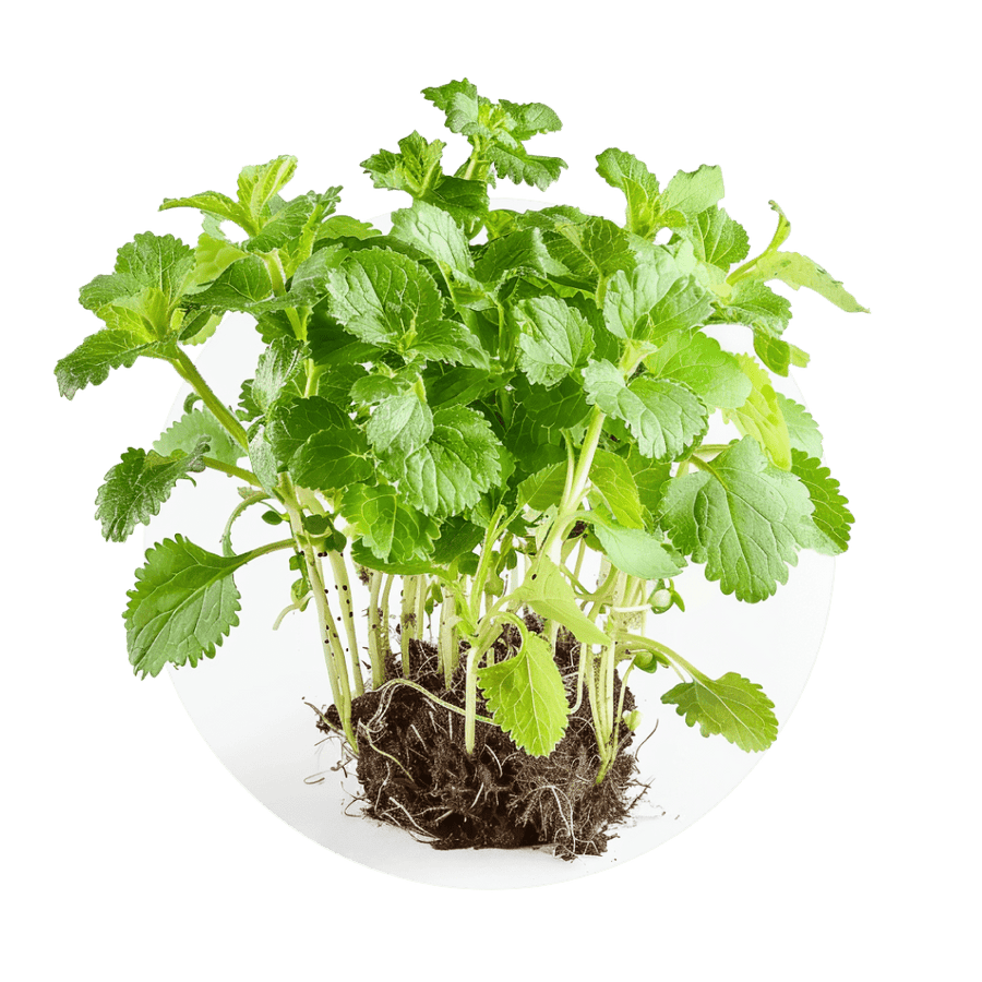 Lemon balm