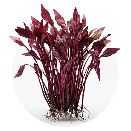 Betterave - Redfrog Lab