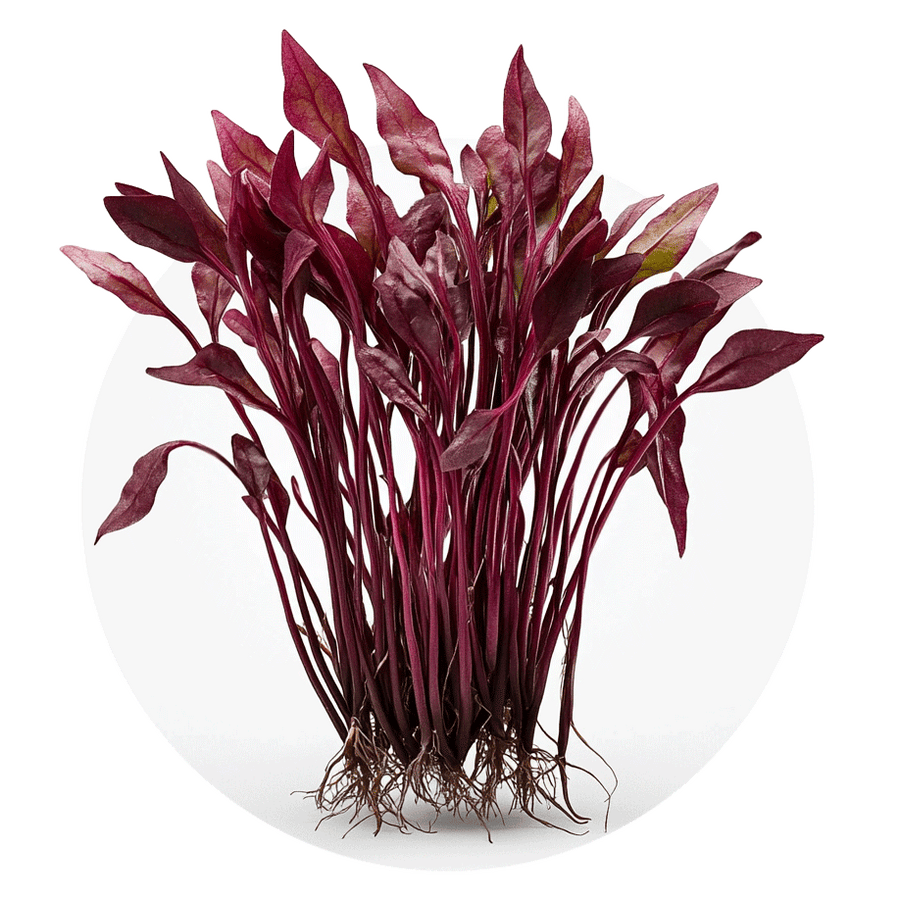 Beet (colour)