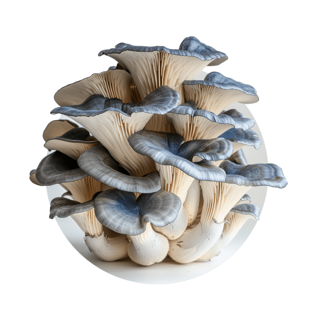 Boite de champignons découverte (mix) pour bundle - Redfrog Lab