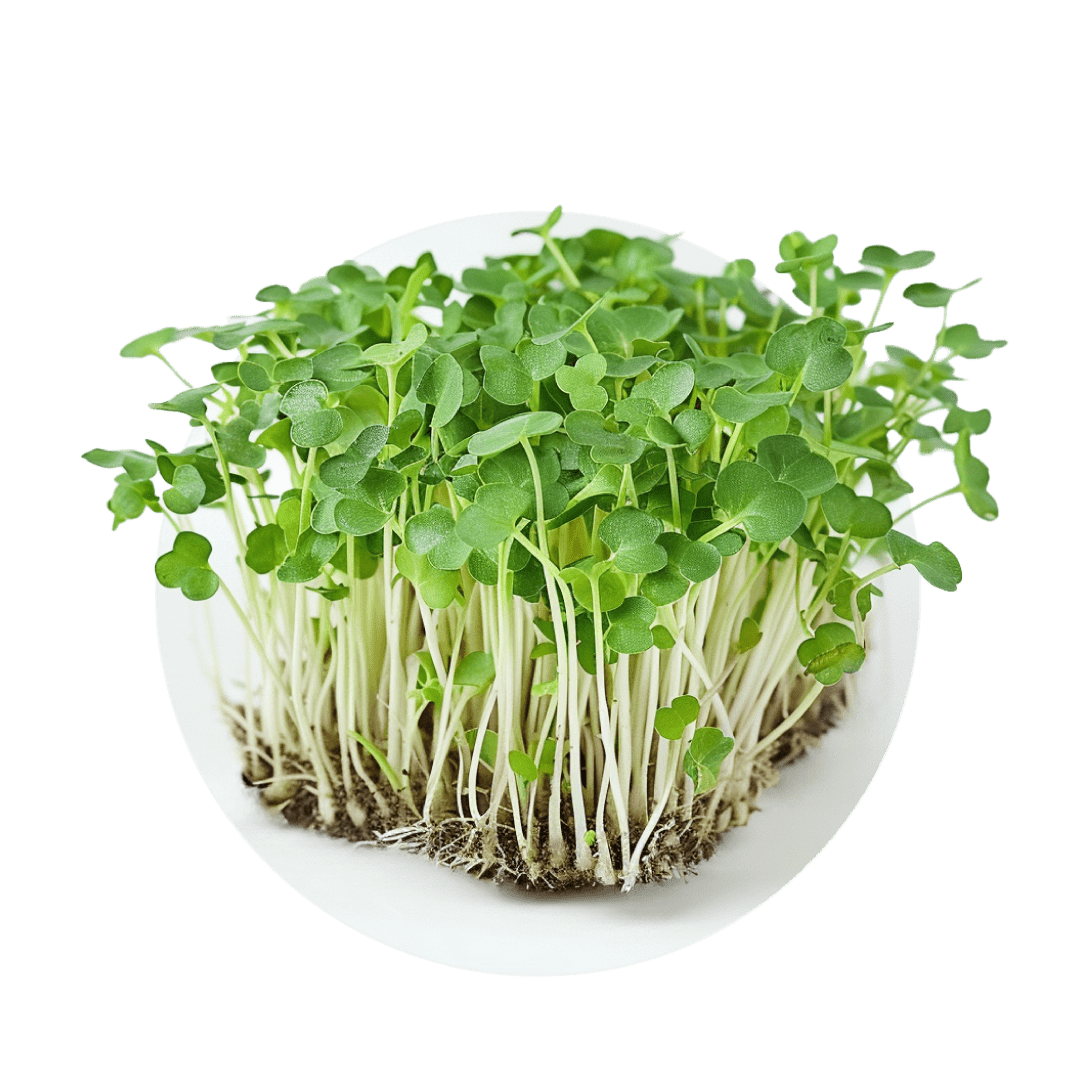 Brocoli - Redfrog Lab