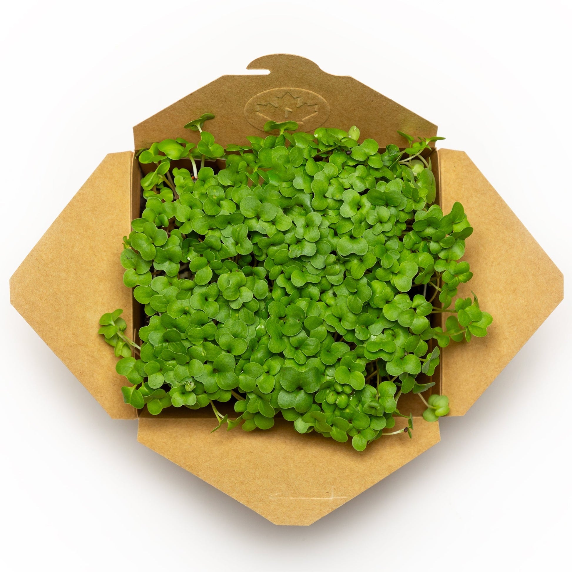 Brocoli - Redfrog Lab