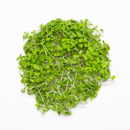 Brocoli pour bundle - Redfrog Lab