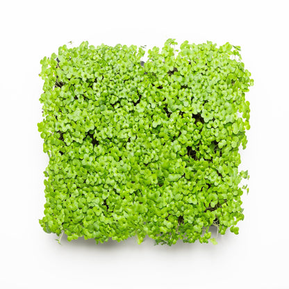 Brocoli pour bundle - Redfrog Lab