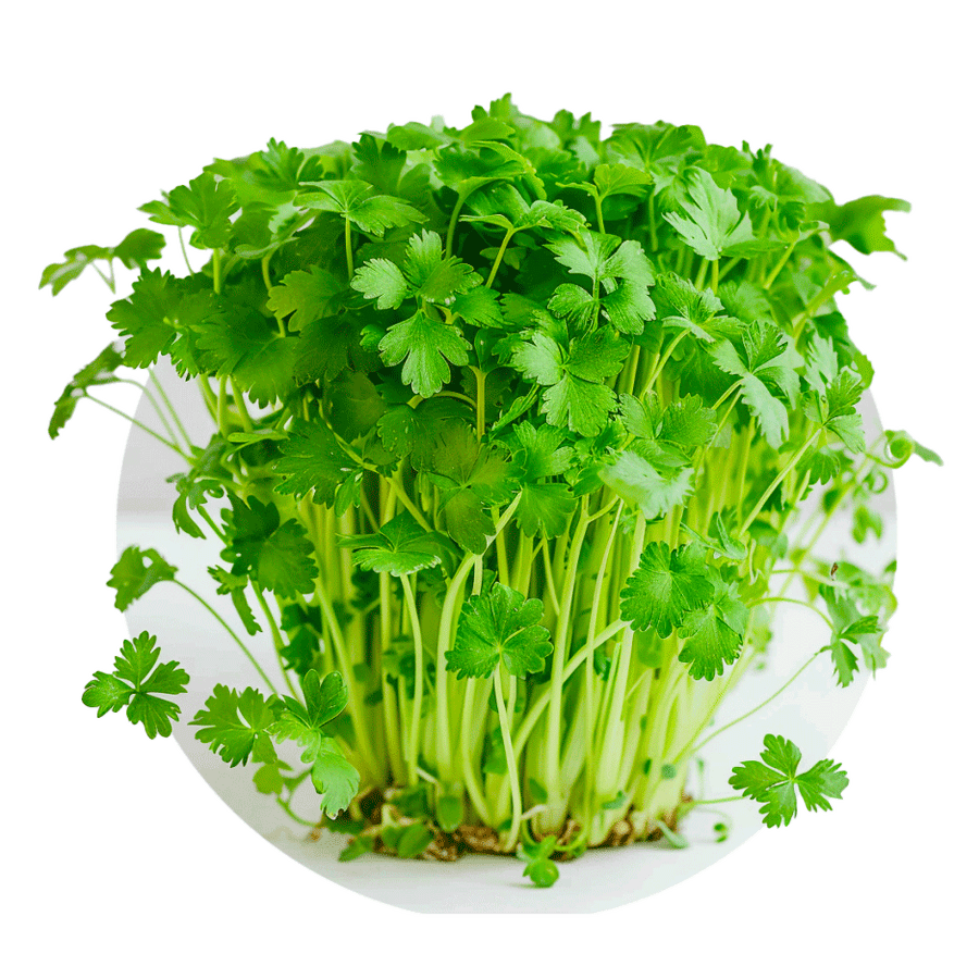 Celery