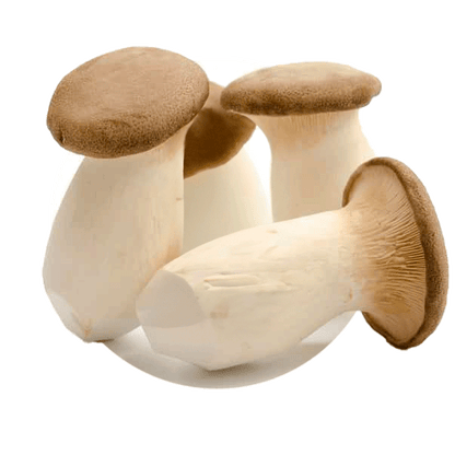 Champignons (mixtes) - Redfrog Lab