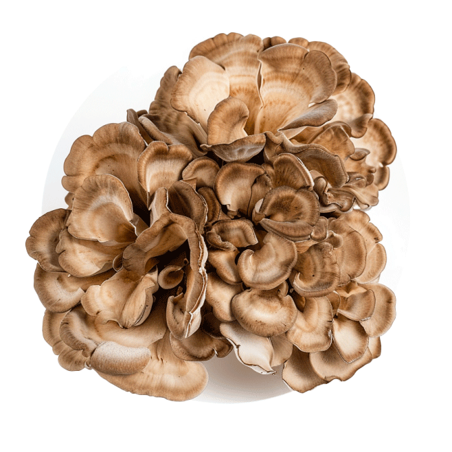 Champignons (mixtes) - Redfrog Lab