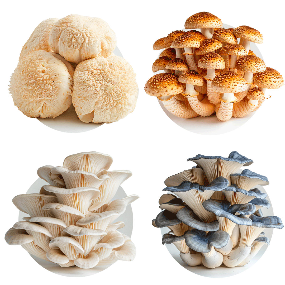 Champignons (mixtes) - Redfrog Lab