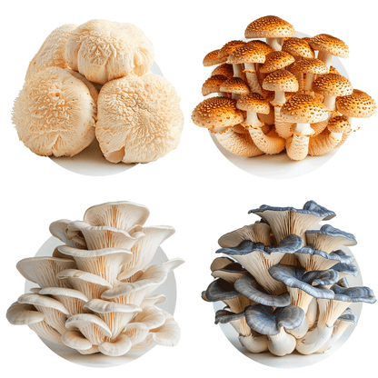 Champignons (mixtes) - Redfrog Lab