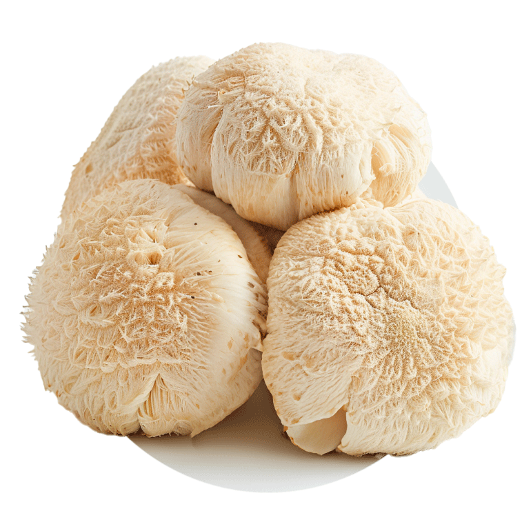 Champignons (mixtes) - Redfrog Lab