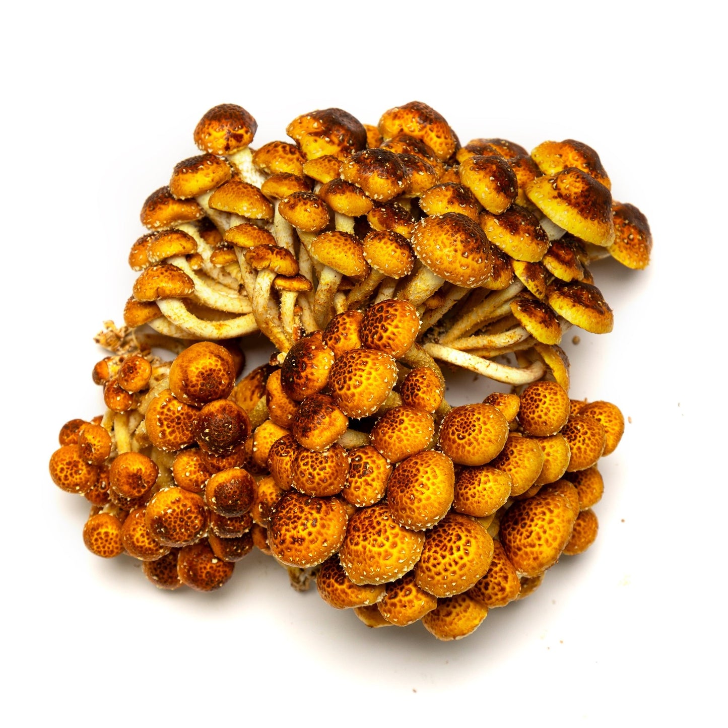 Champignons (mixtes) - Redfrog Lab