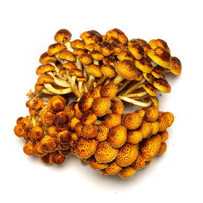 Champignons (mixtes) - Redfrog Lab